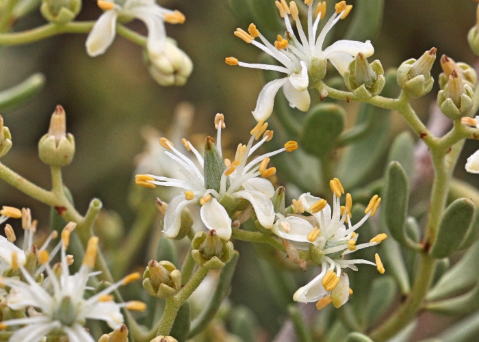 Australian Plants Nitrariaceae